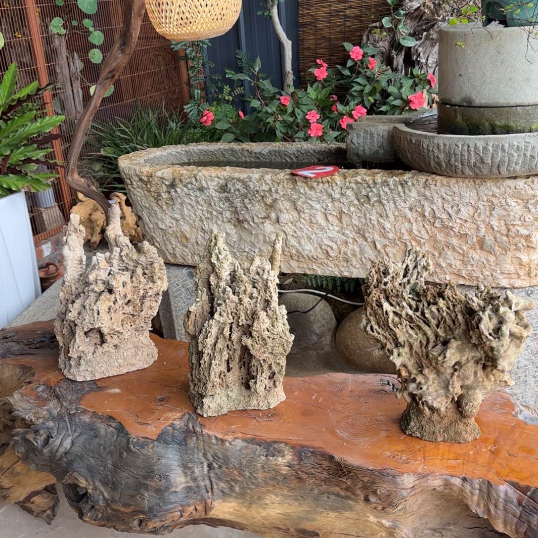 香樟木吸水石福利价一人仅一单