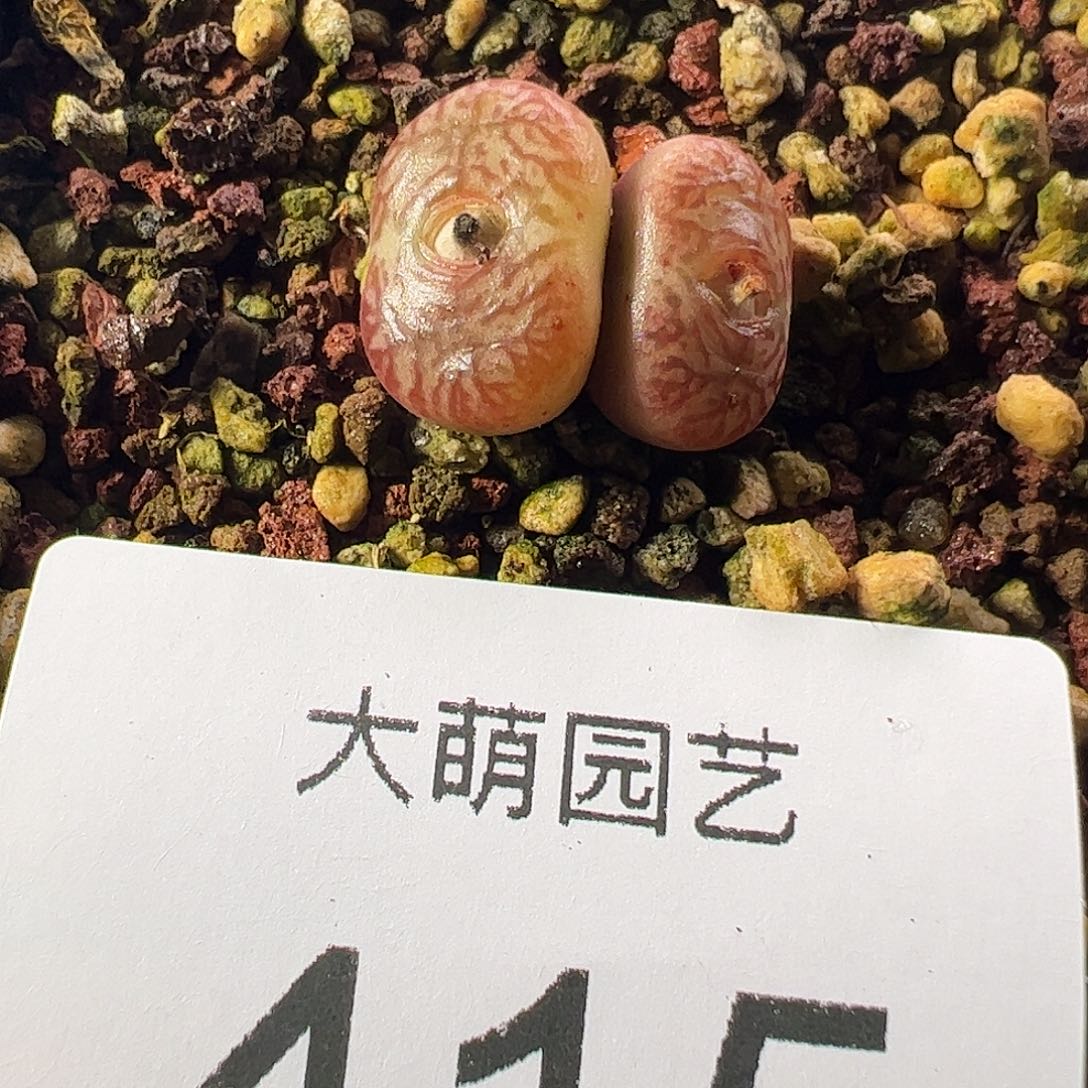 一物一拍脱土发。  415