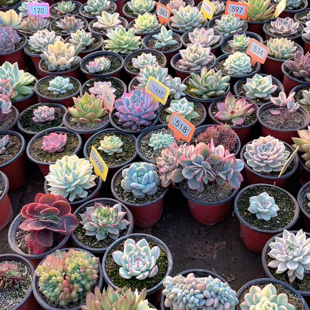 宸***哥92号多肉植物盆栽