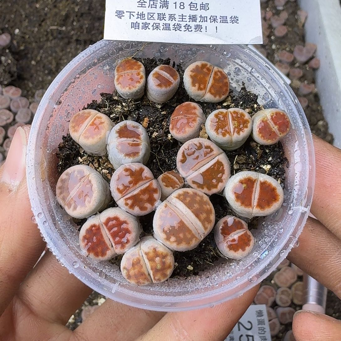 2547 哈哈哈哈哈哈哈