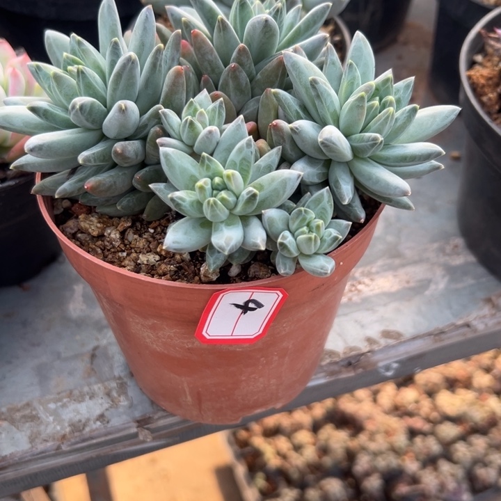 希***嘻一物一拍美人多肉4