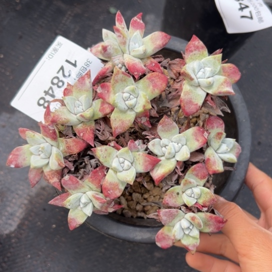 苹果叶～一物一拍就104