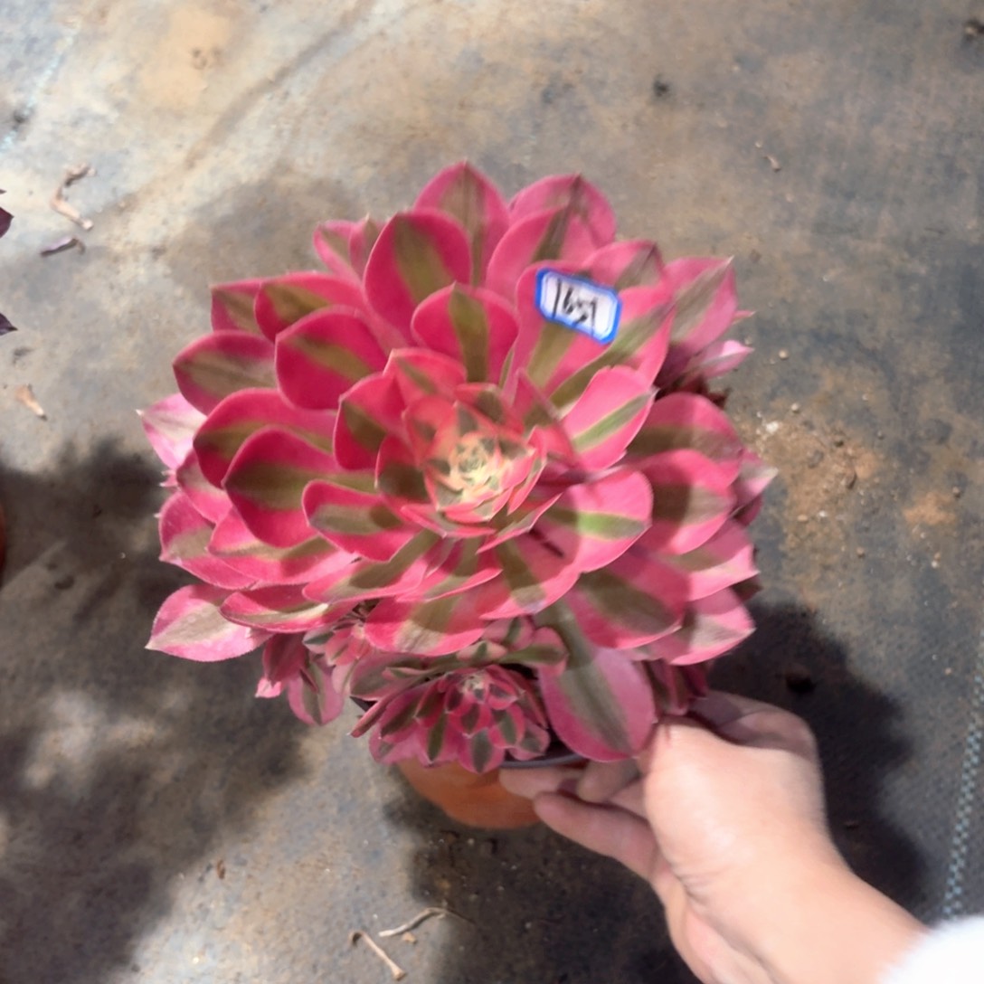 粉女巫法师多肉1651