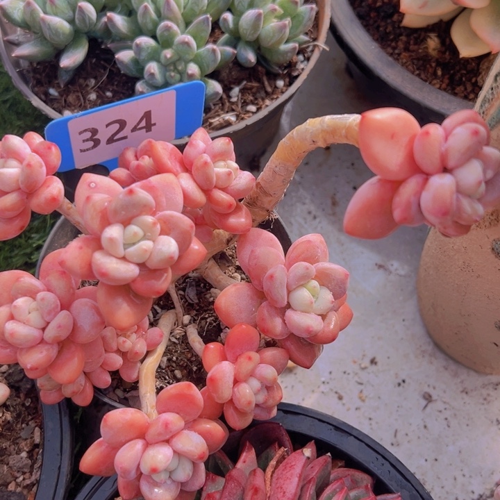 健健康康平平安安