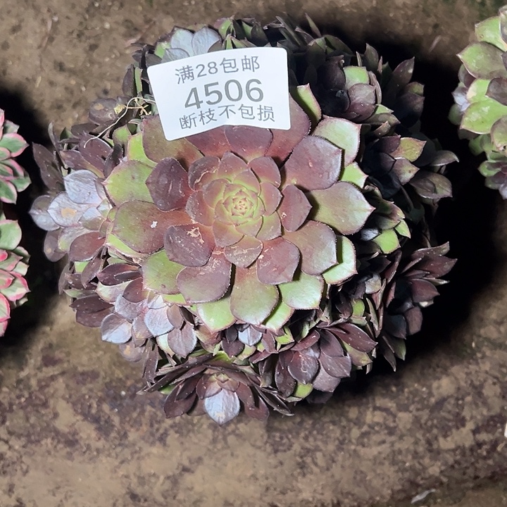 4506桃花石多肉植物