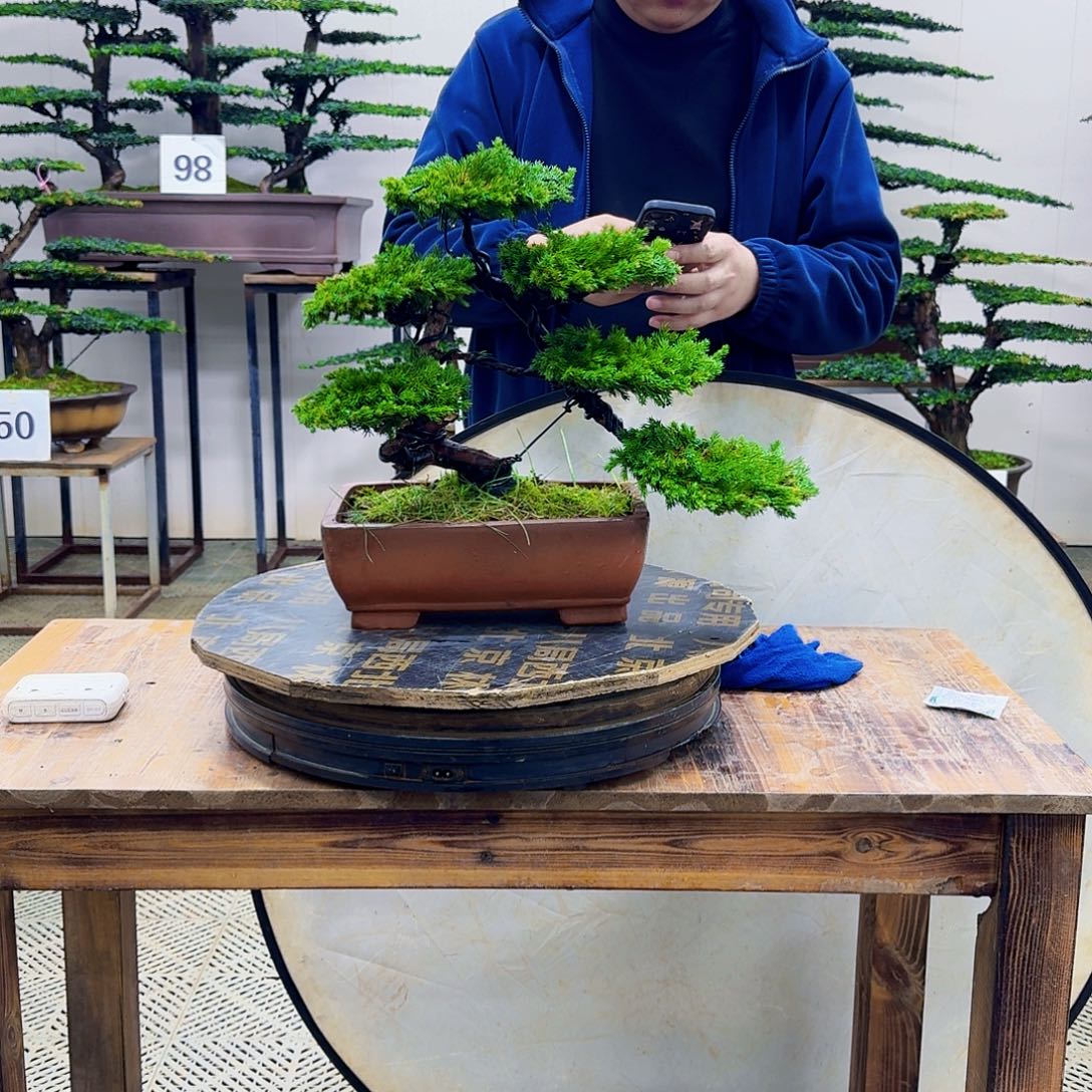 无花朵柏树造型盆景