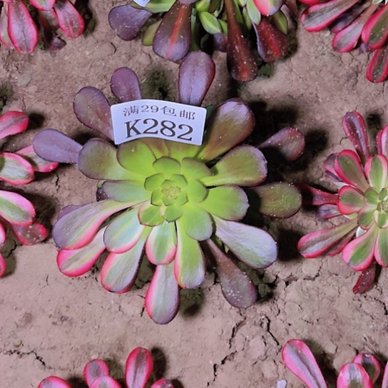 282花蝴蝶多肉植物