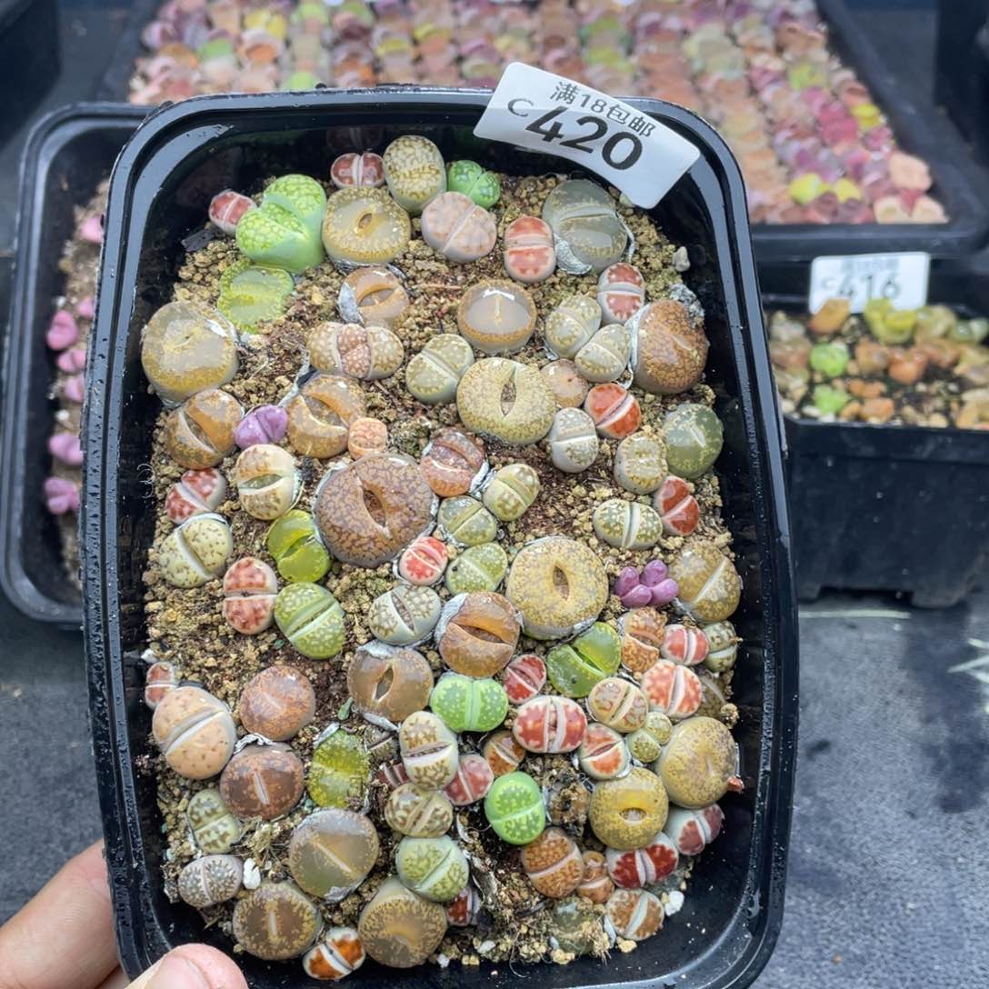 红陶00000000000420