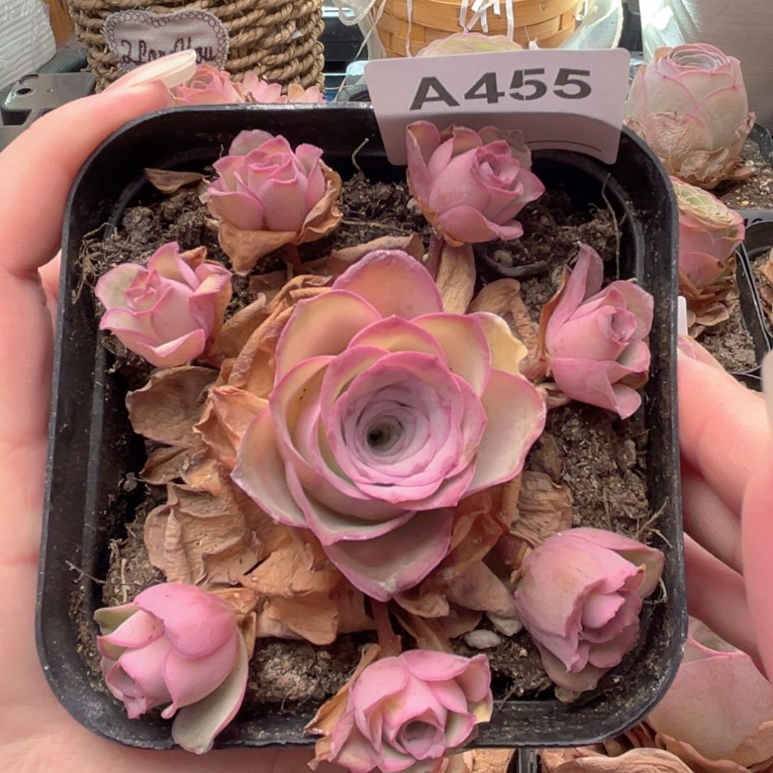 A455 小玉 一物一拍
