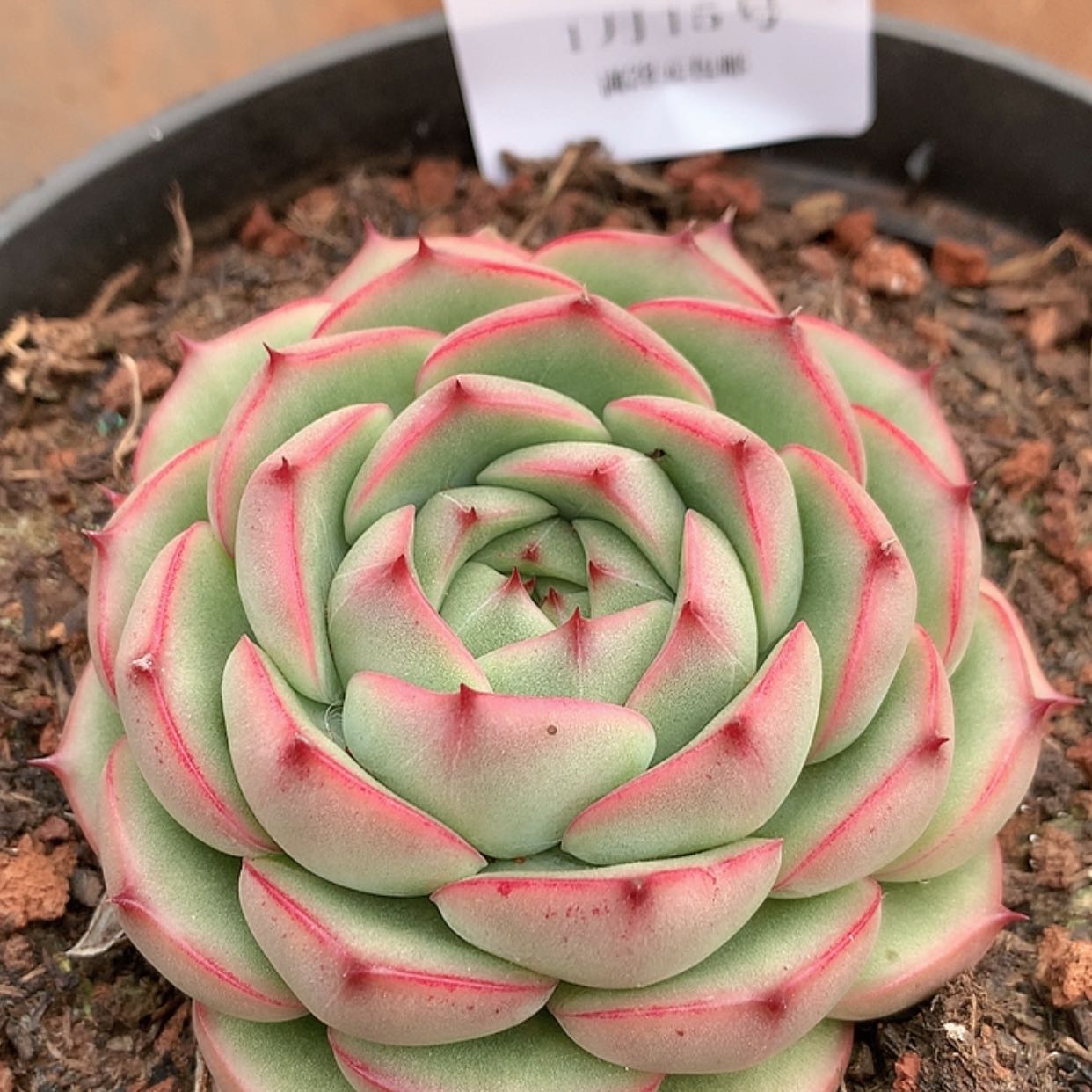 【闪购商品】云649