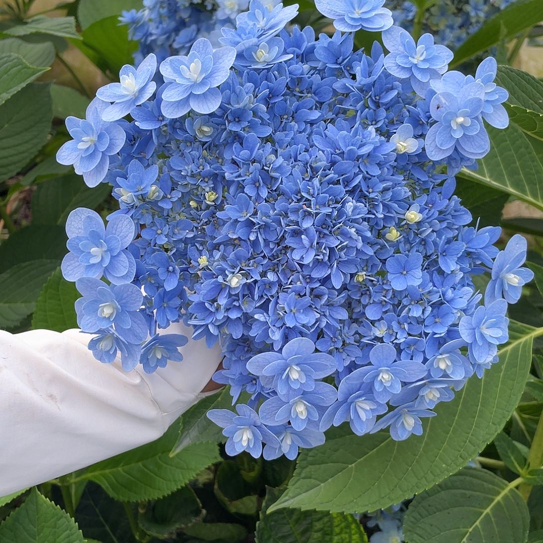 绣球切花一物一拍3枝起包邮，181