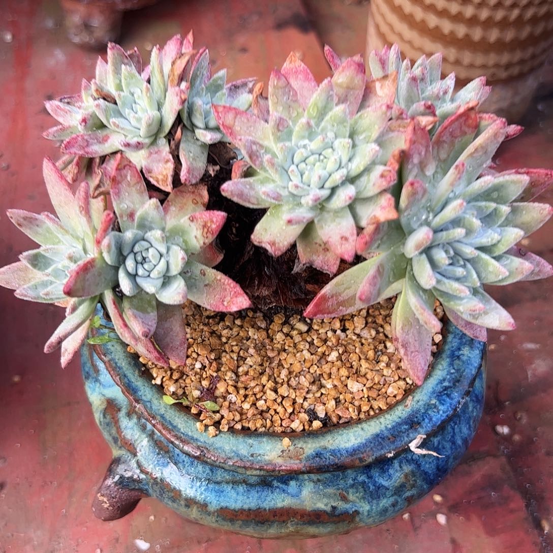 5362苹果叶杂交仙女杯