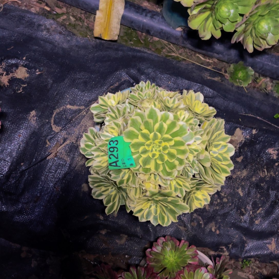 辛尼亚法师朵朵1-22