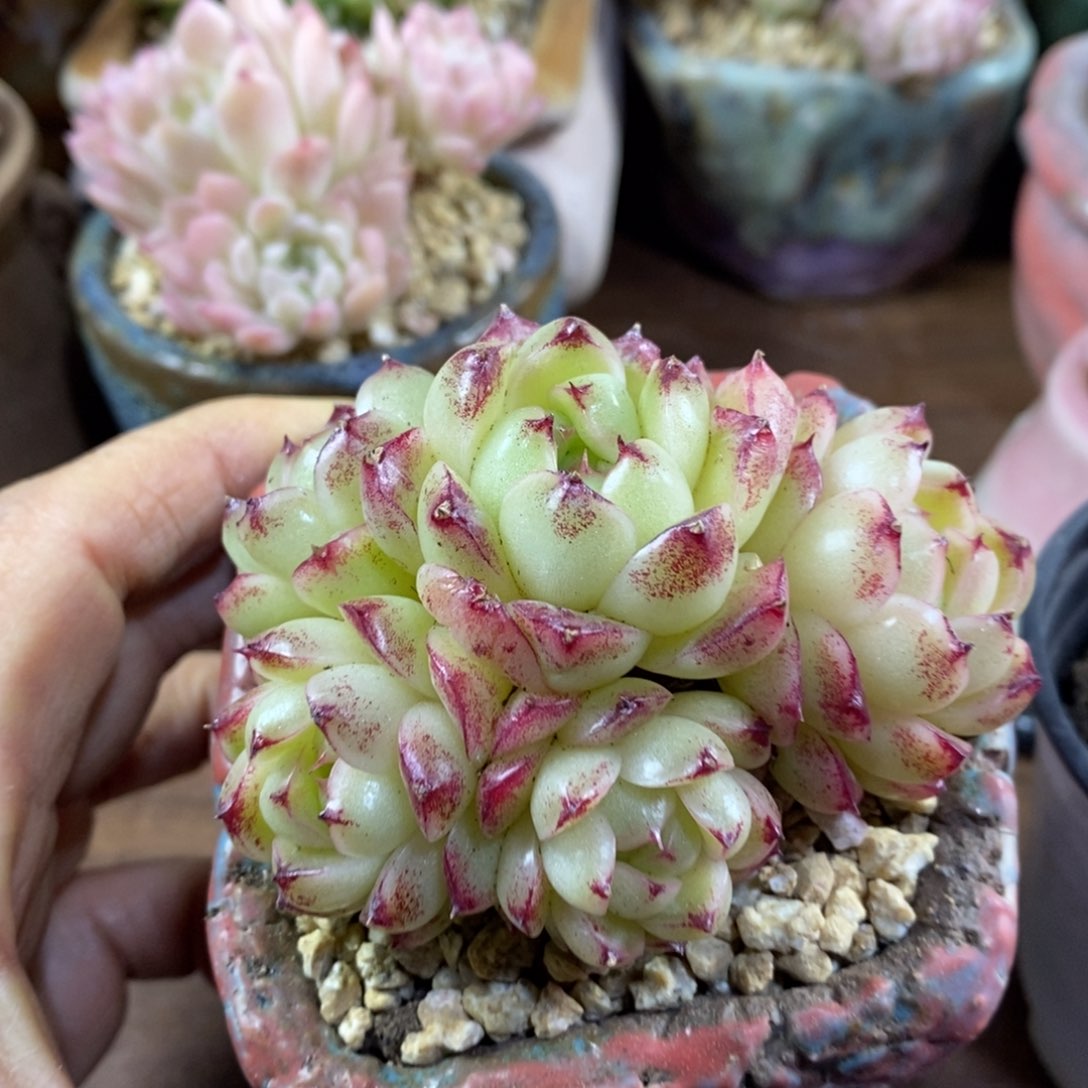 精品多肉一物一拍不包整59