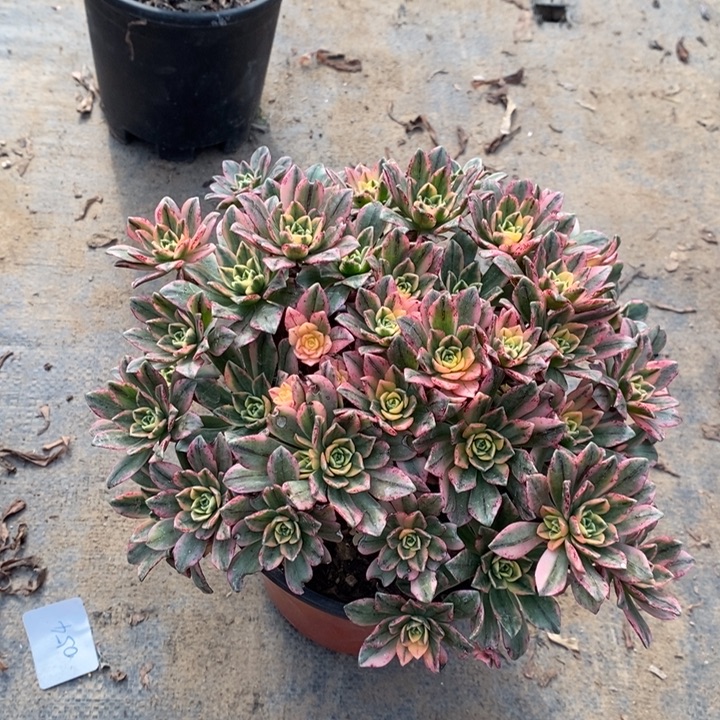 甜茶多肉植物89。 