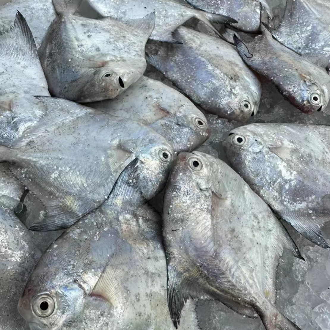 【3-5两/条】东海银白鲳鱼  送礼  聚餐 顺丰发货 1500g