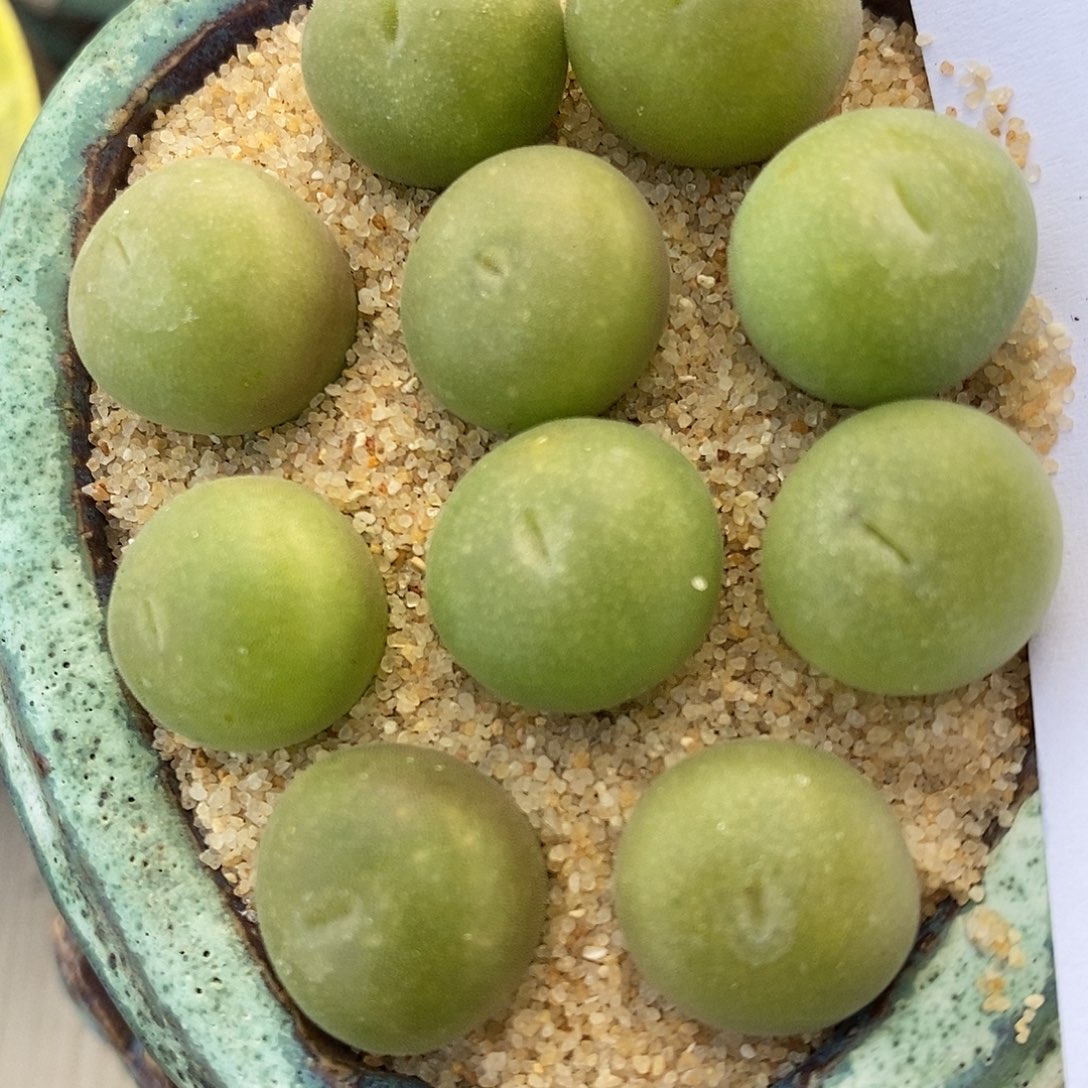 24118孔卡佛一组。       