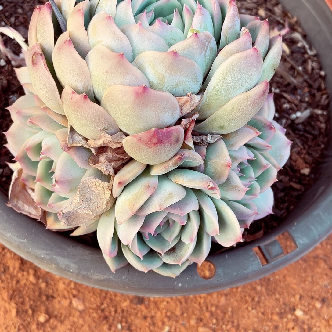 千*度侧影手捧包邮包邮