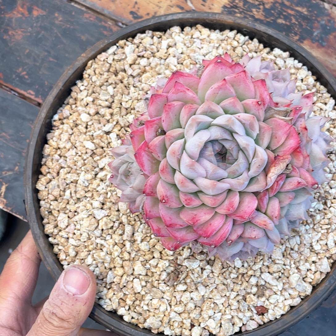 海*源多肉植物一物一拍