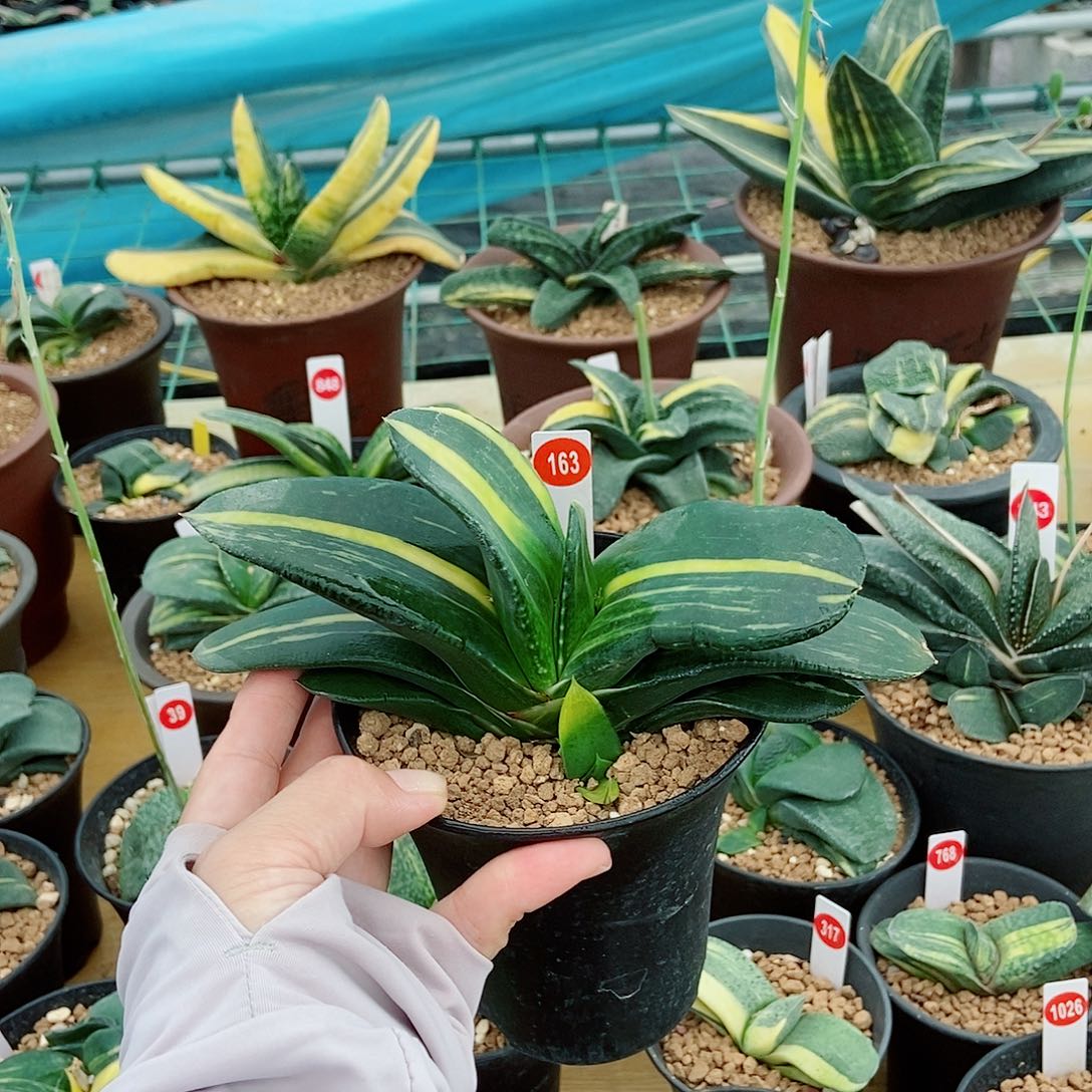 163卧牛实生锦大母本直径17公分左右带盆发货