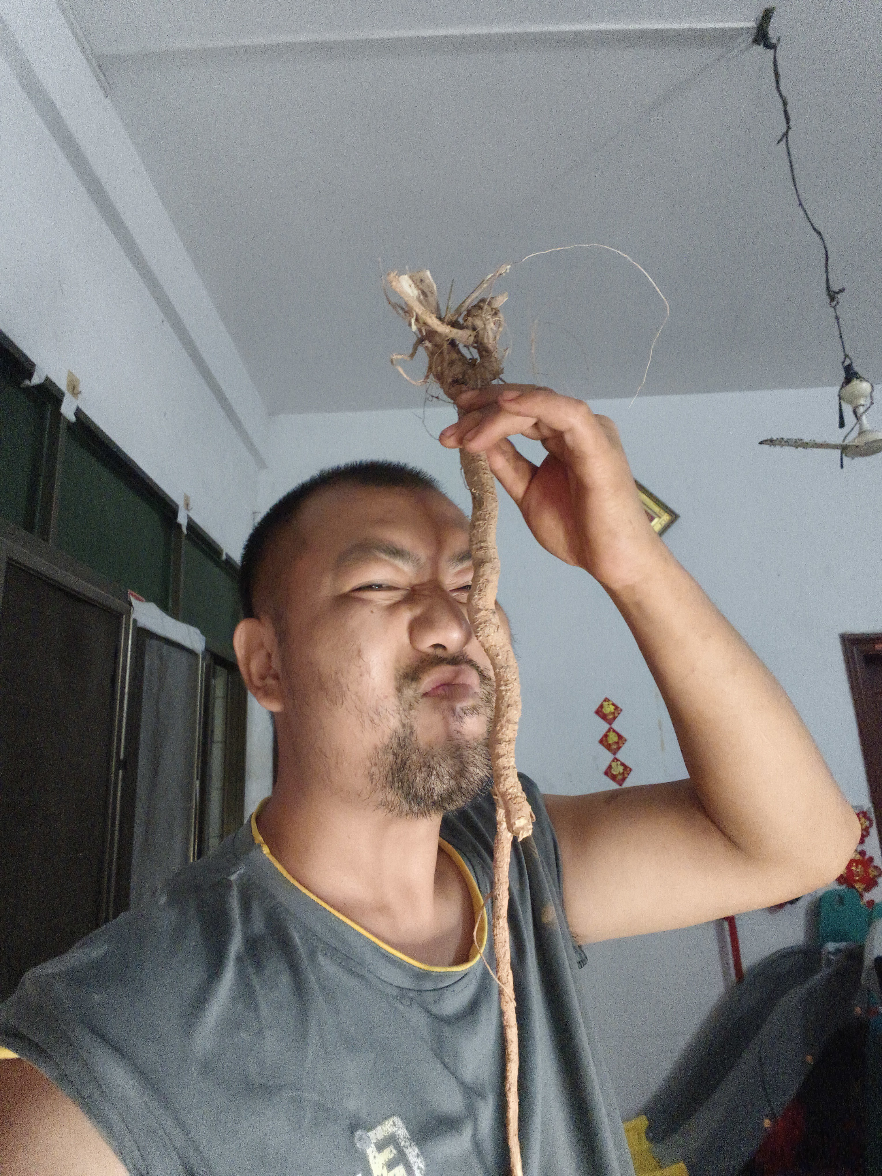 大山里的野生小叶千斤拔一级棒