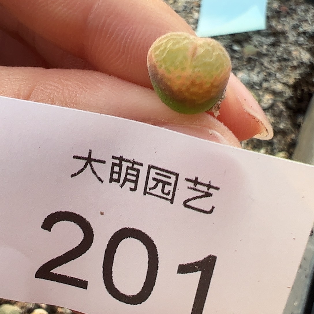 一物一拍正版静香风铃。 201