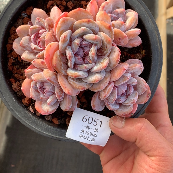 6051石榴籽星影老庄一物一拍