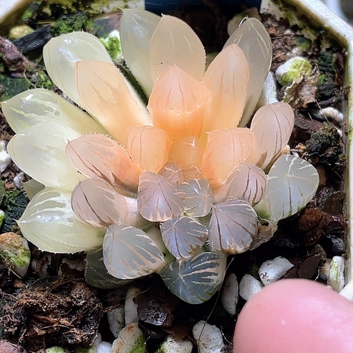 525半糊斑霓虹灯一物一拍