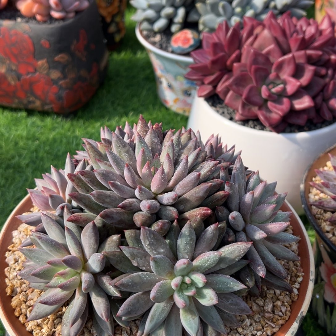 虞美人手捧花发货的