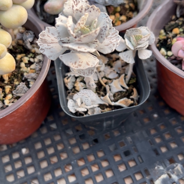 鹊扇多肉植物量拍