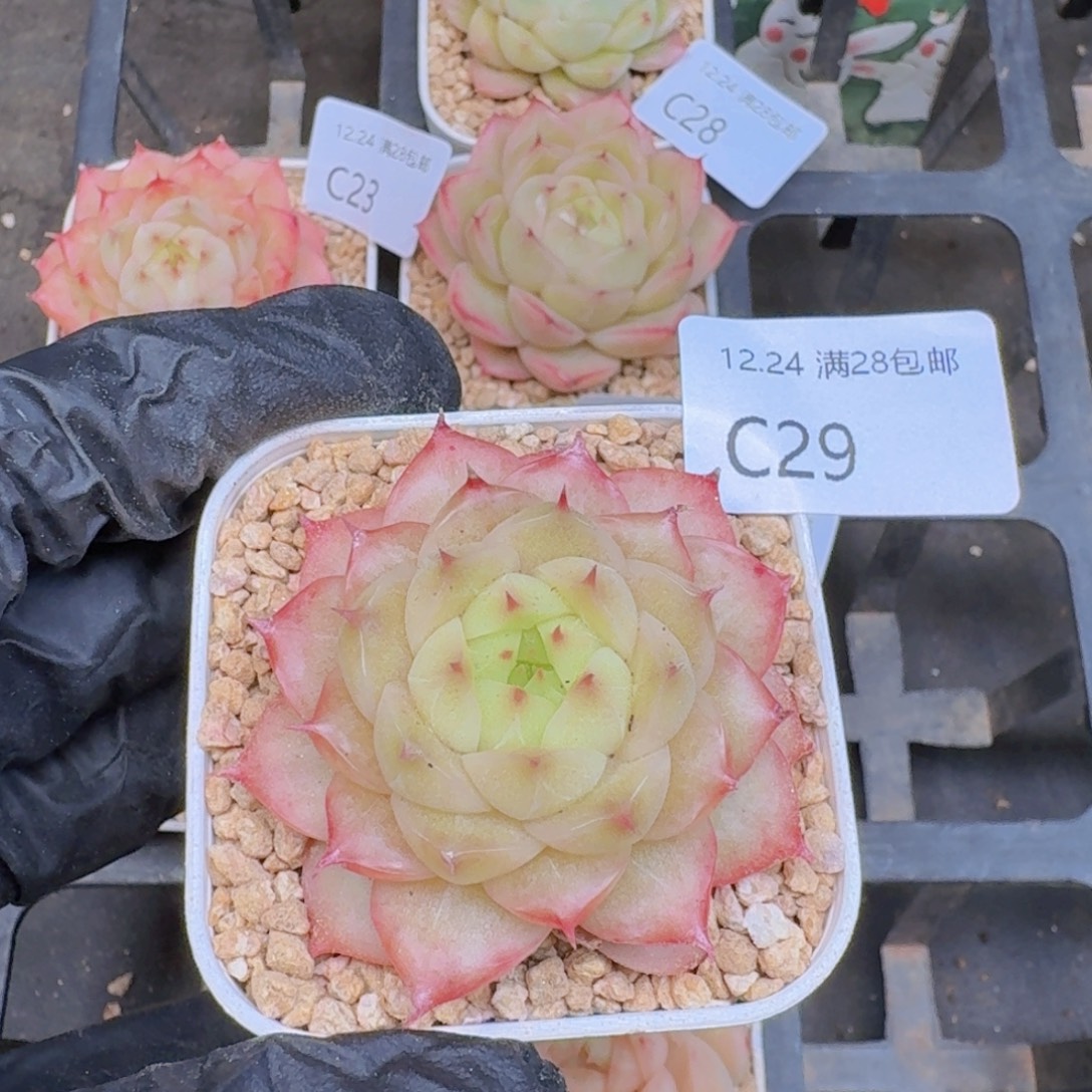 单头麦秆一颗脱土发货