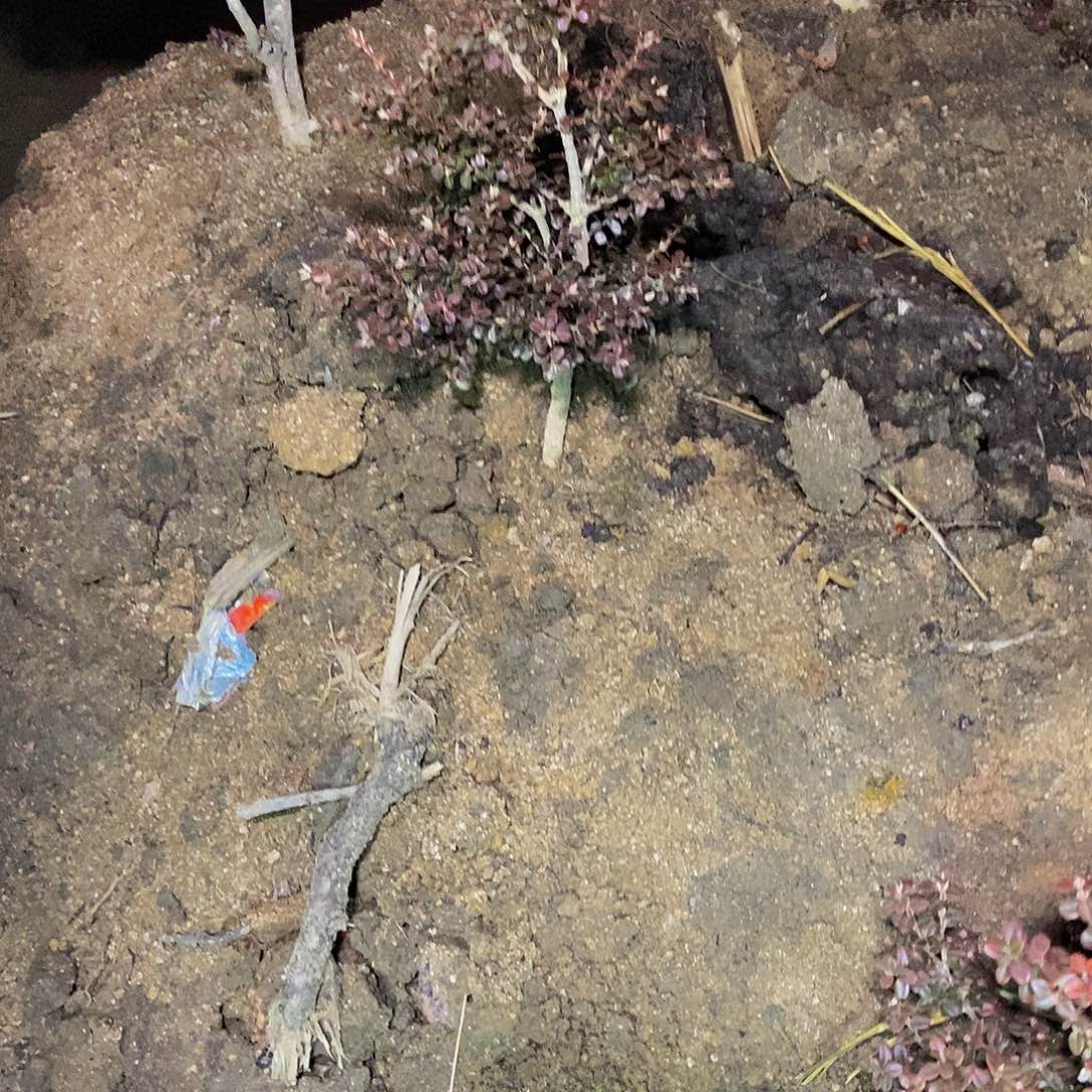 鸿***里安徽大别山珍珠黄杨