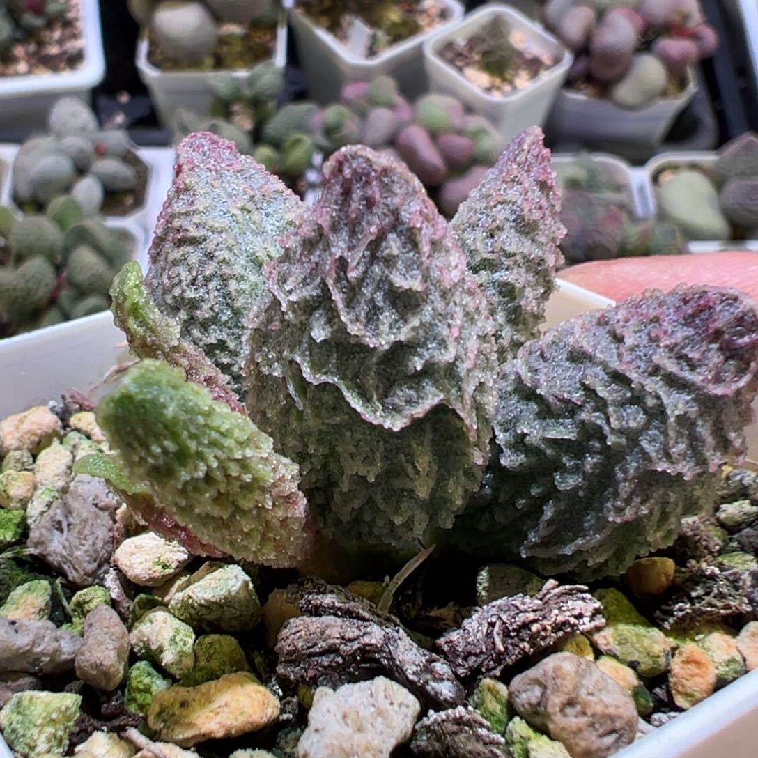 跨年福利倒刺款新品多肉植物水泡