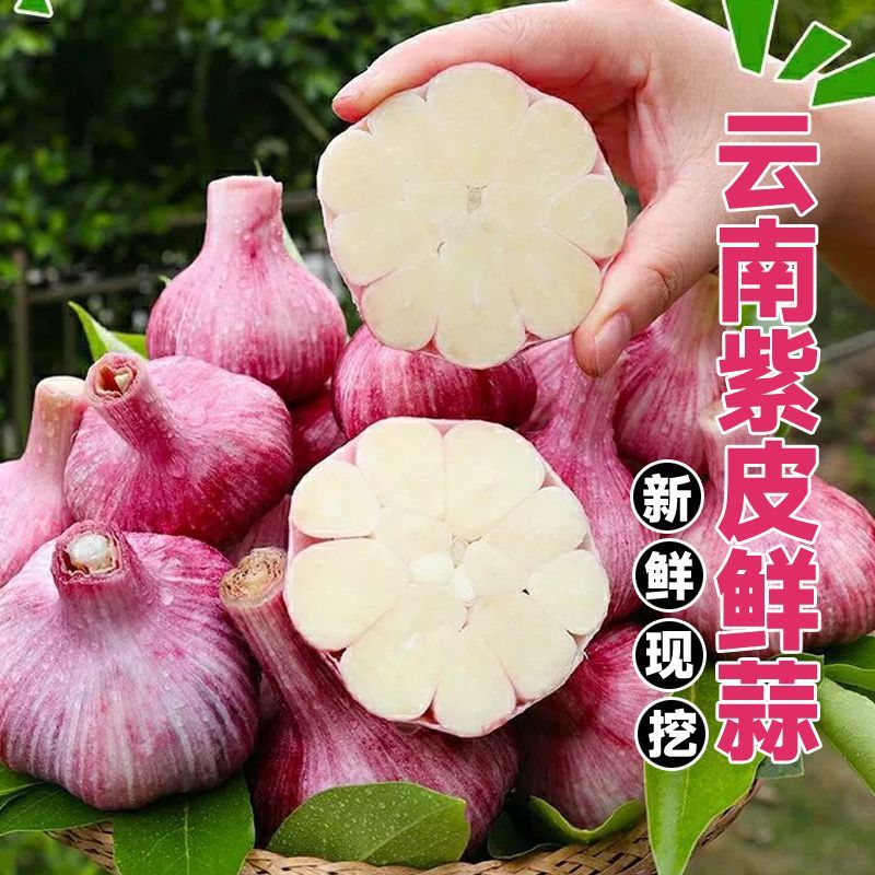 （新鲜现挖）云南紫皮多瓣蒜新鲜现挖分瓣蒜香辣多汁大蒜头腊八蒜