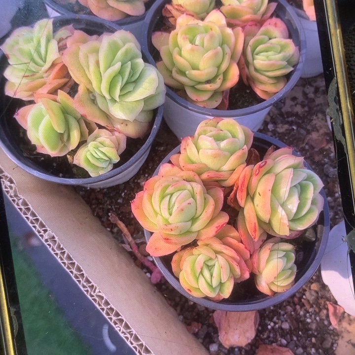 冰玫瑰锦。包邮。多肉