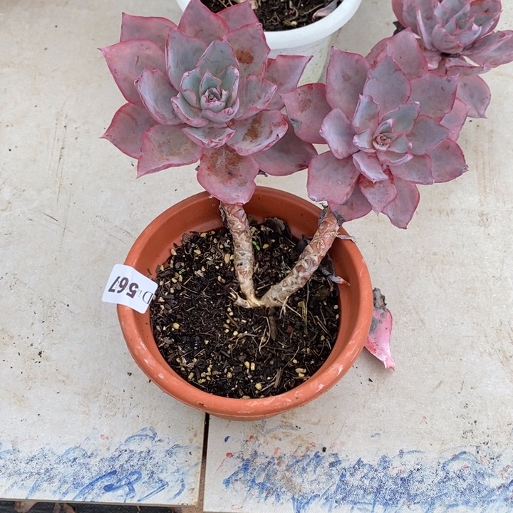 《***》567晚霞多肉植物多肉