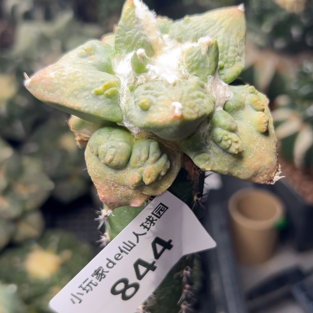 844 仙人球和小鸟