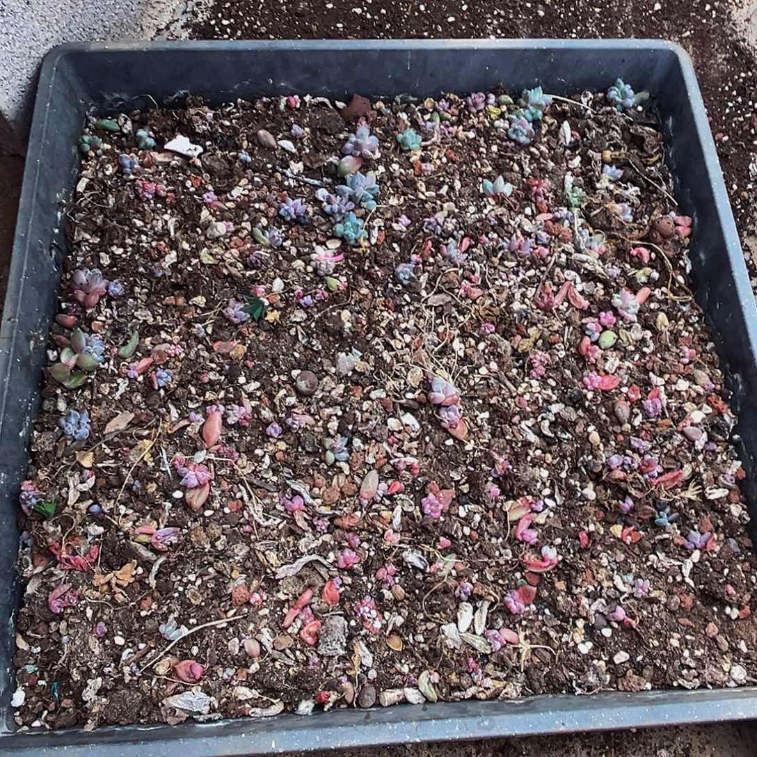 美人系列多肉植物