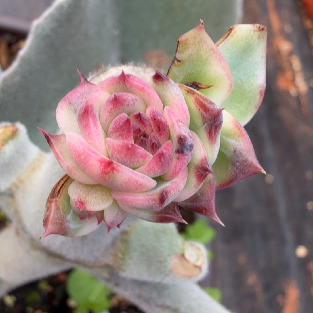 一颗多肉锦蓝色妖姬锦