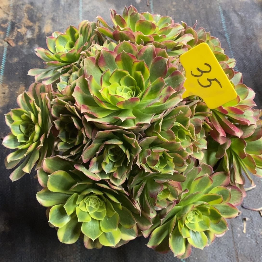 35万圣节奶白一物一拍