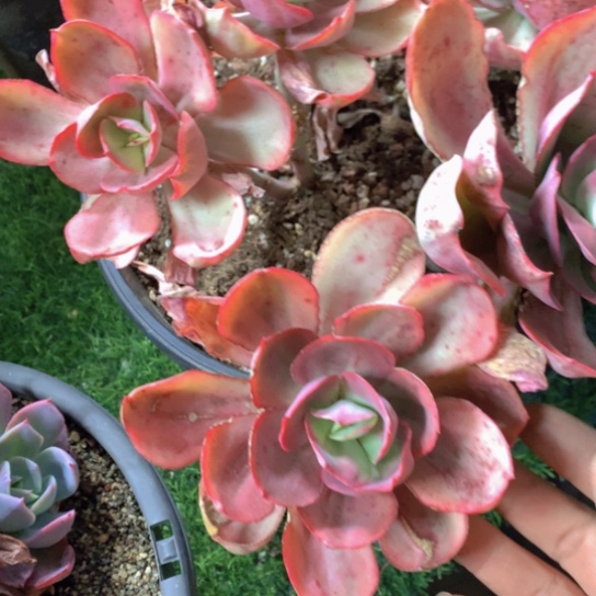 半*紗秀妍锦多肉258566756