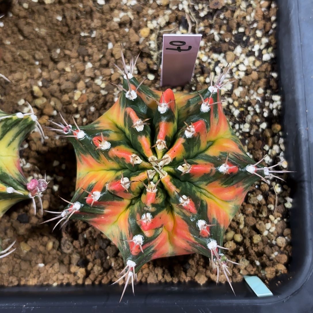 论*泰国米哈07-0204 多肉