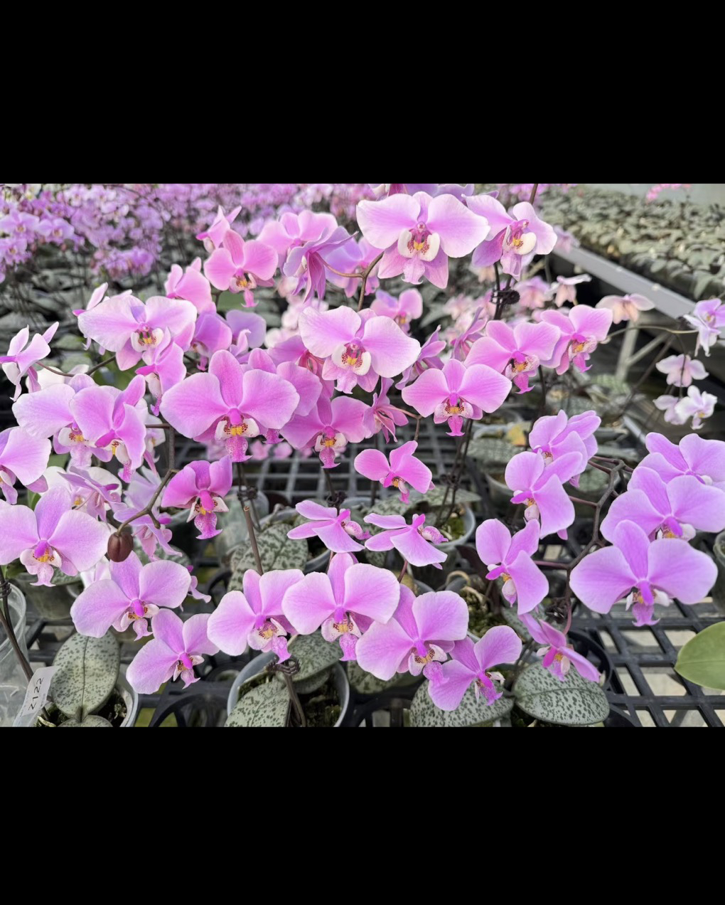 西蕾莉  3寸 开花株蝴蝶兰 鲜花绿植  瑕疵 少根 随机