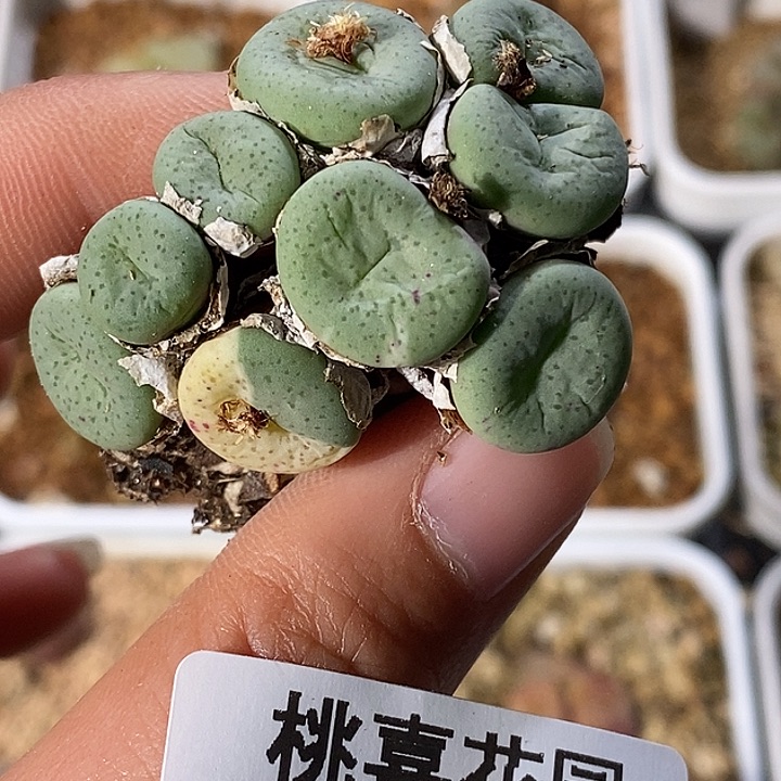 a****卡1223-105-大饼福利。    