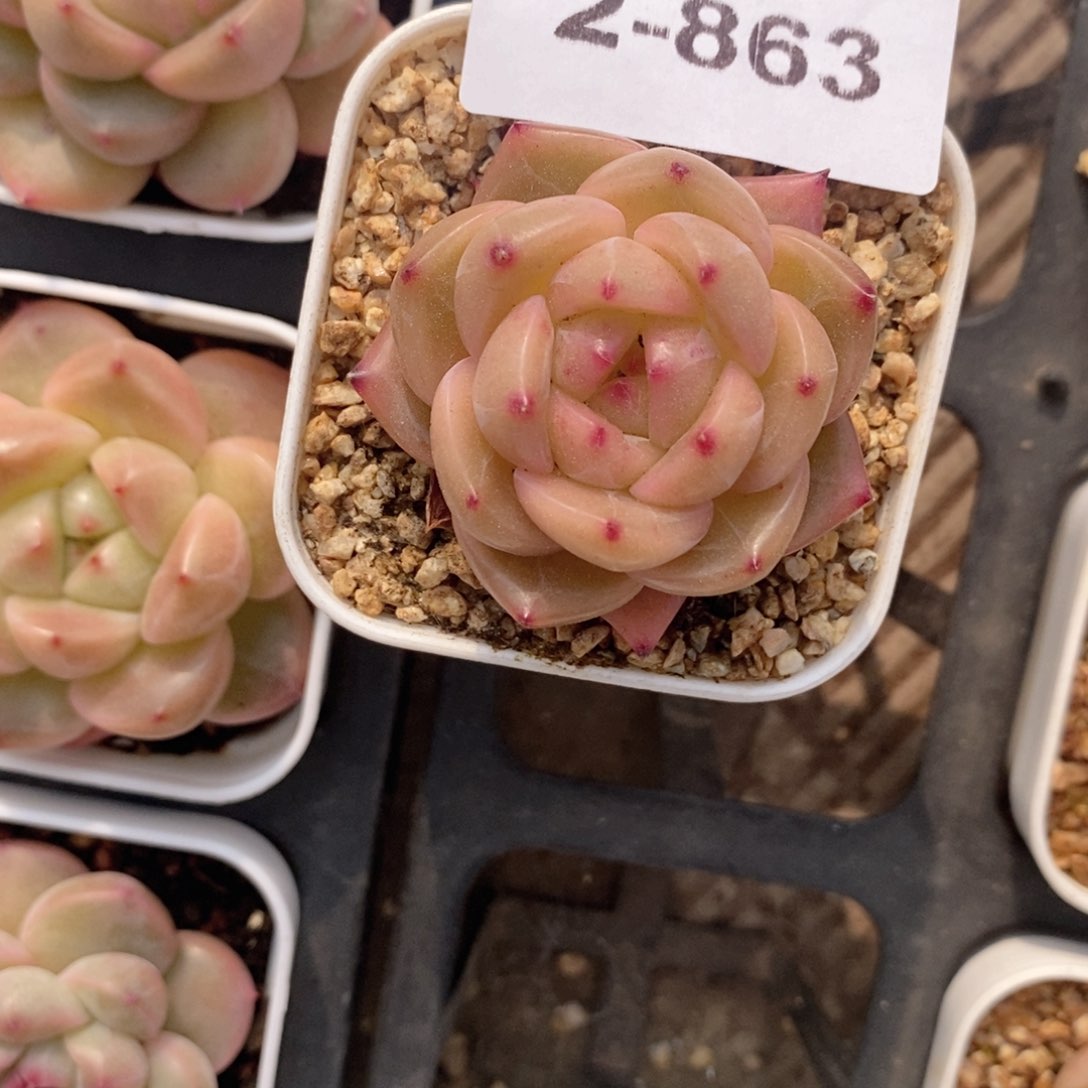 2-863 新疆西藏内蒙低于零下10度不发脱土发货