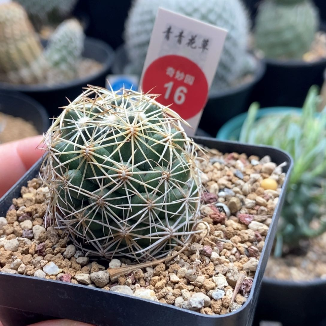 实生金刺狮子奋迅3.9cm