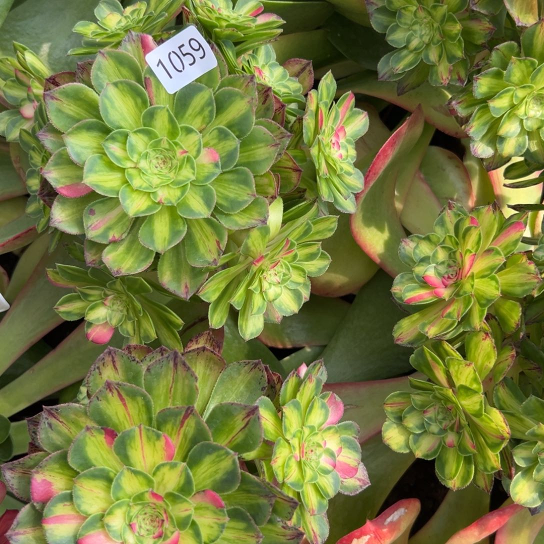 1059知否多肉多肉多肉多肉