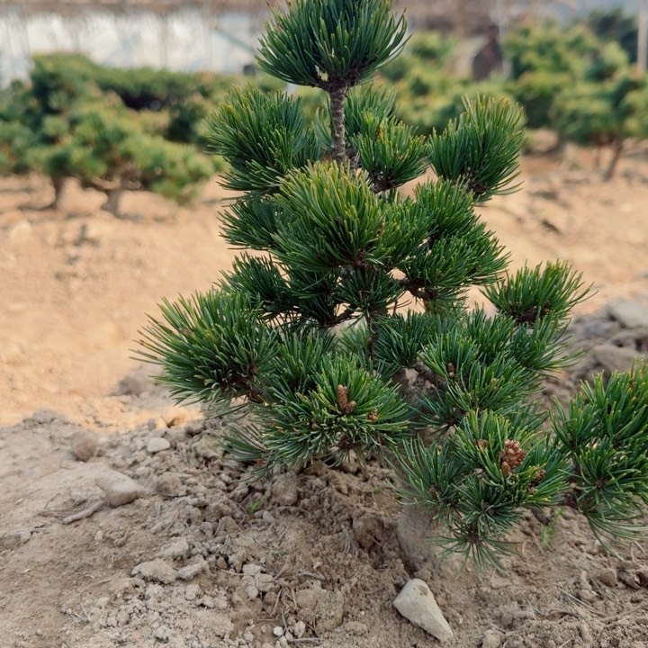 无花朵菲*特c h j k