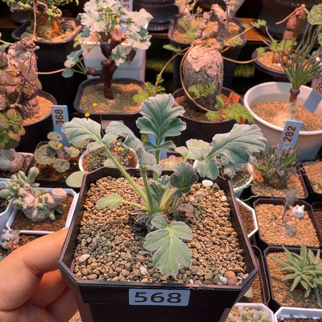 粉白花洋葵568 仙人掌