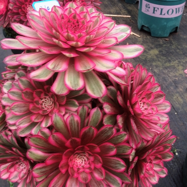 310白月光多肉法师